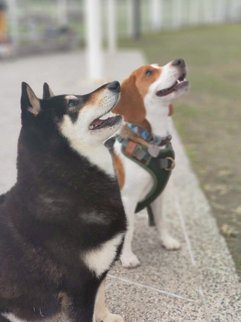 像孩子與動物那樣存在
