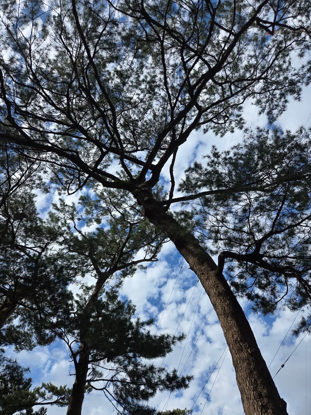 當心碎成風暴：渴望被看見的存在